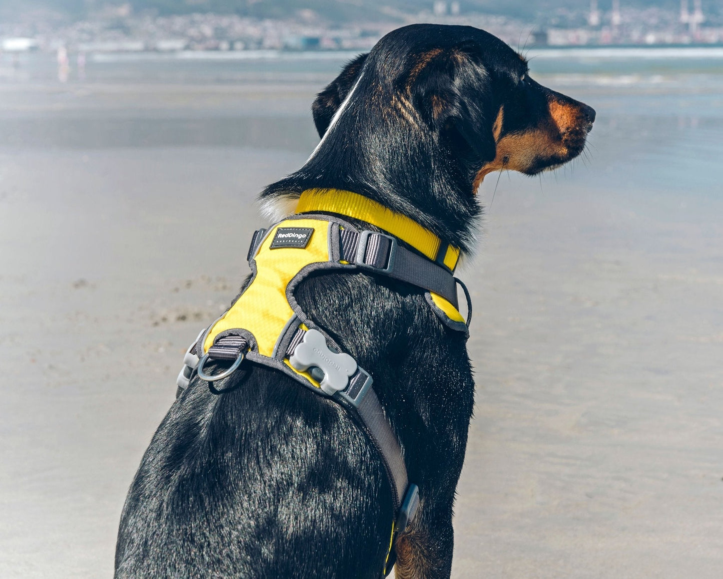 Red Dingo Padded Harness, Yellow