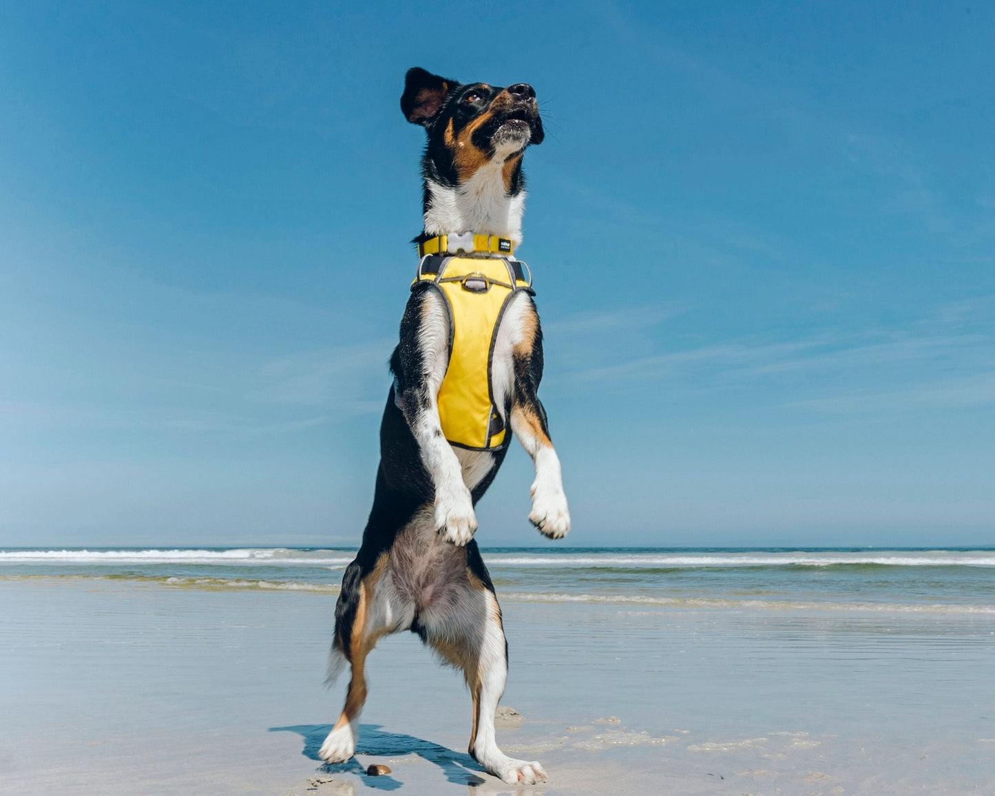 Red Dingo Padded Harness, Yellow