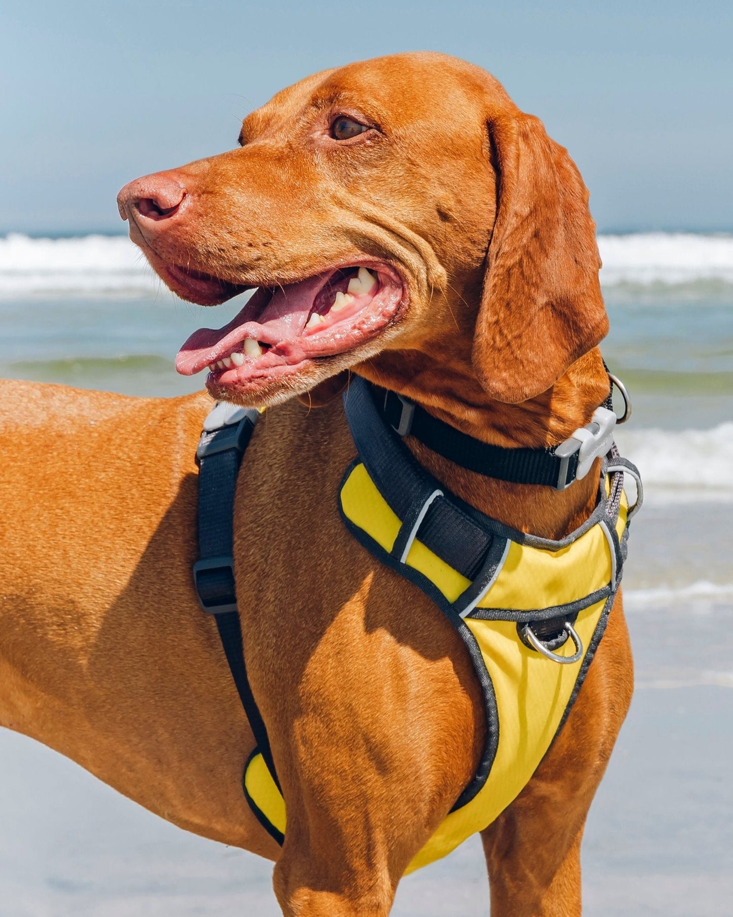 Red Dingo Padded Harness, Yellow