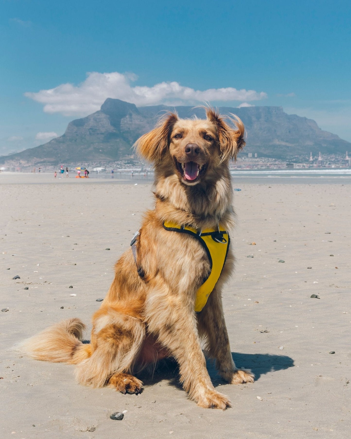 Red Dingo Padded Harness, Yellow