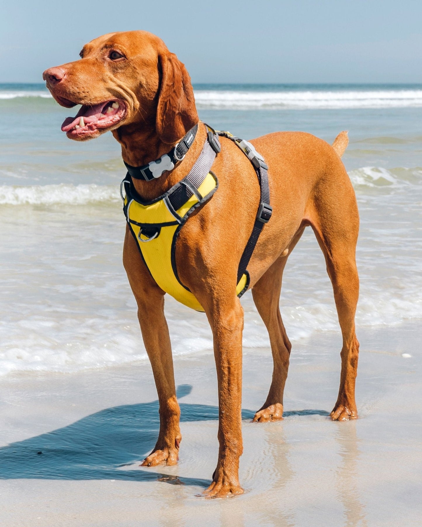 Red Dingo Padded Harness, Yellow
